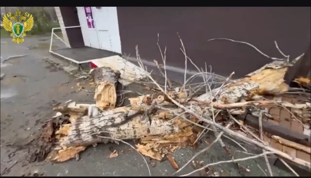 На пешехода упало дерево — прокуратура начала проверку