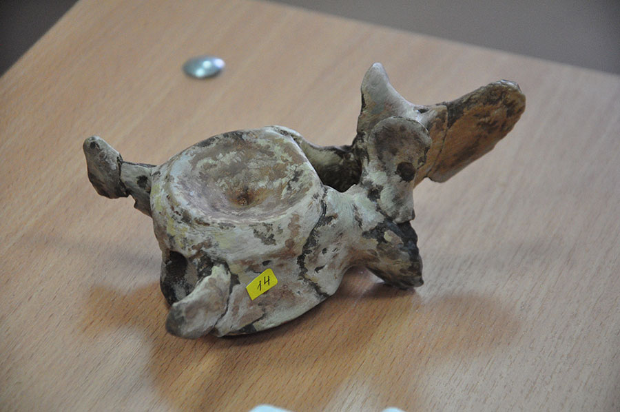 Что ел на завтрак ящер-пират?