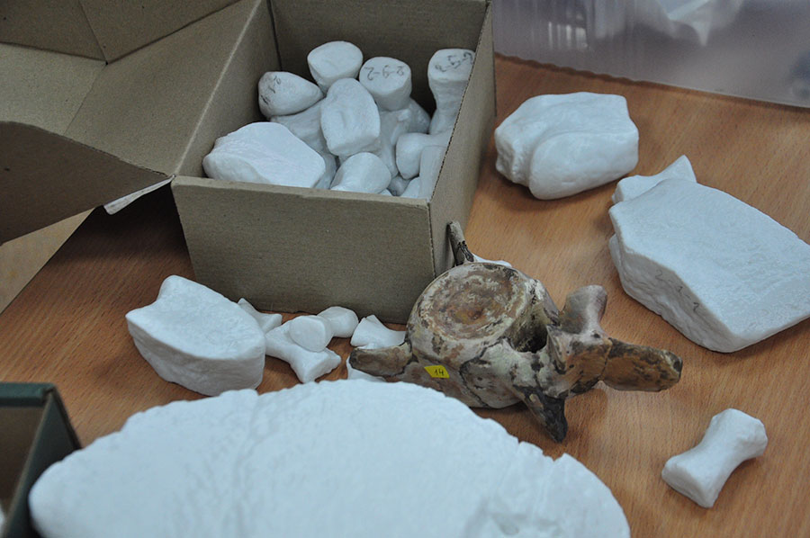 Что ел на завтрак ящер-пират?