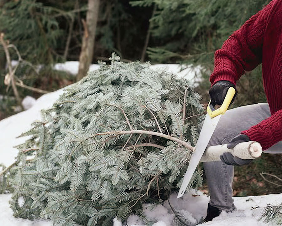 Среди елок ищут браконьеров