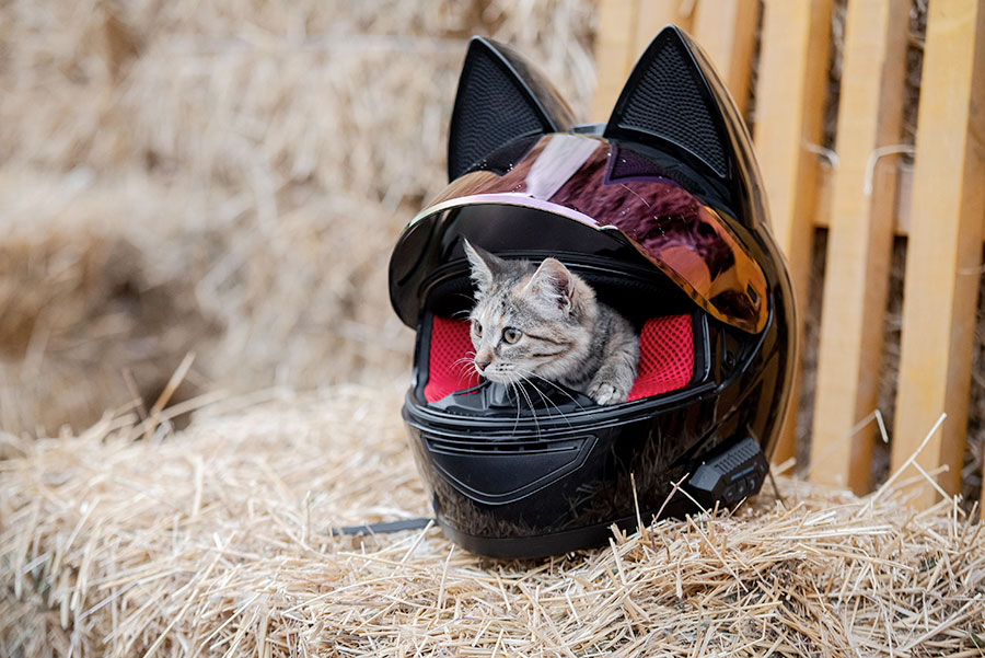 А вы видели собаку на байке?