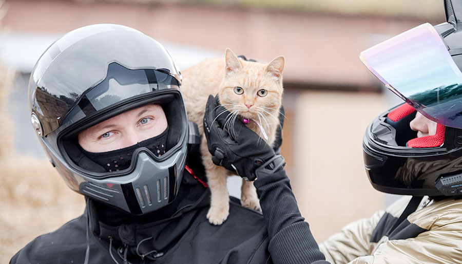 А вы видели собаку на байке?