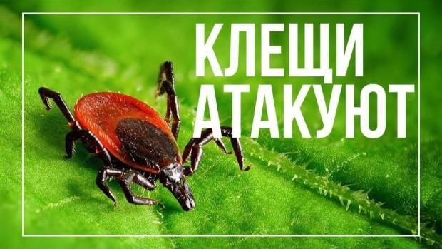 Осторожно! Активность клещей возрастает