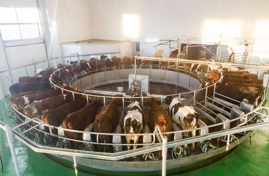В Саракташском районе запущена новая молочная ферма