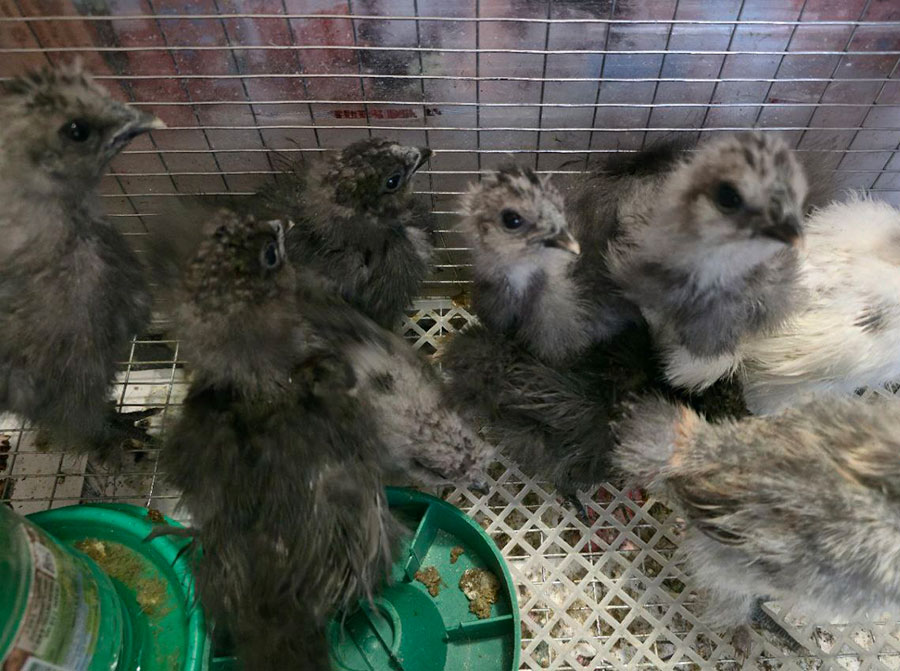 Китайцы из инкубатора