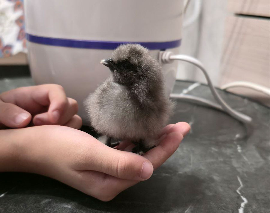 Китайцы из инкубатора