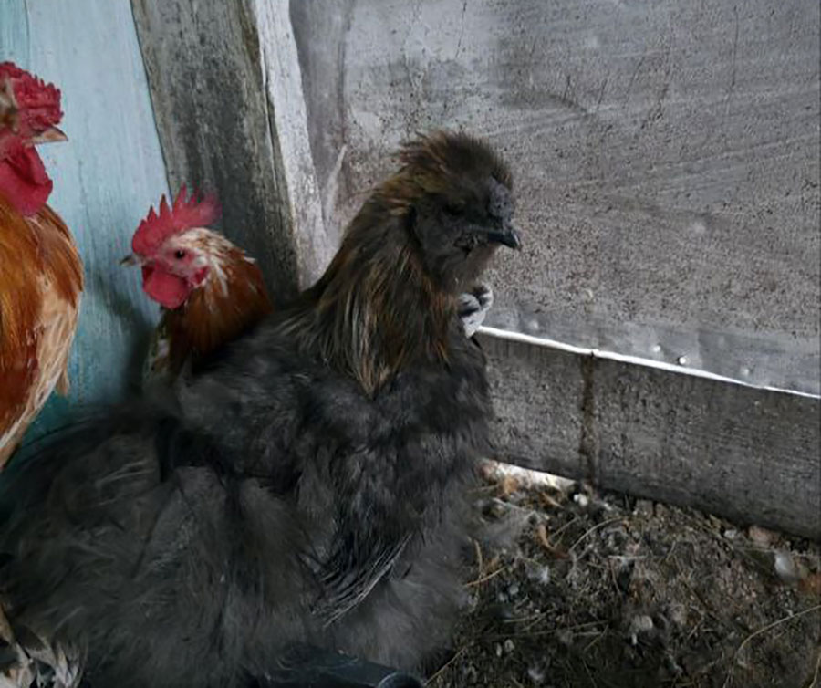 Китайцы из инкубатора