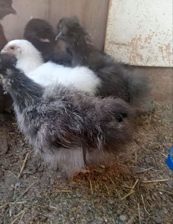 Китайцы из инкубатора