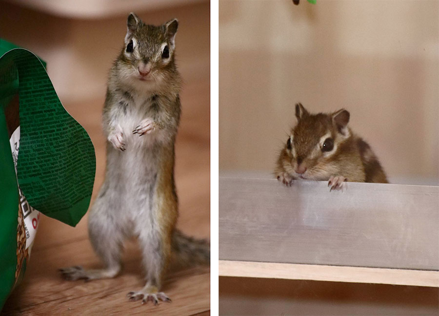 Теодор против спячки