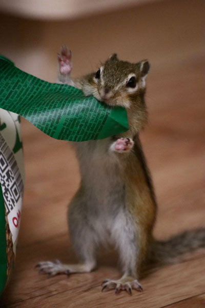 Теодор против спячки