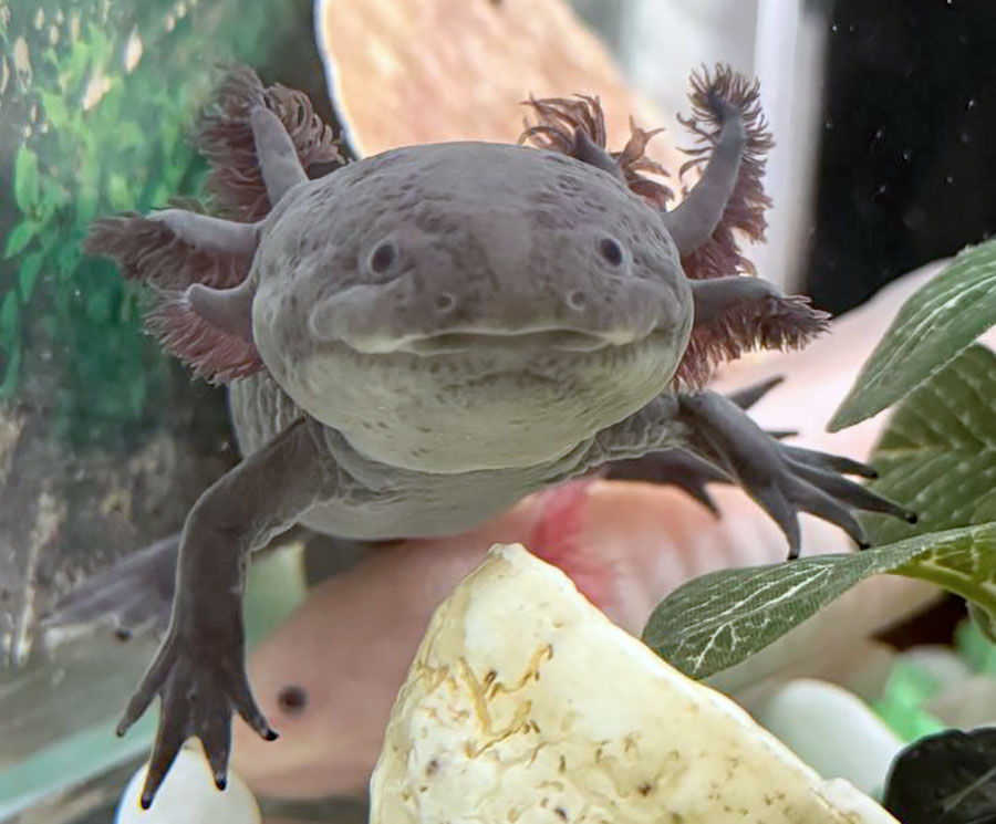 Как приручить дракона?