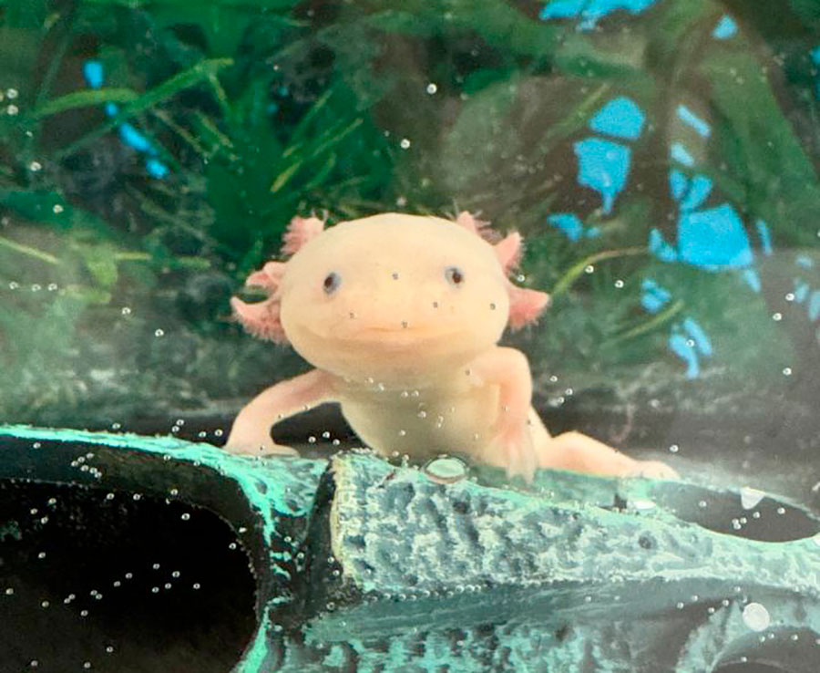 Как приручить дракона?