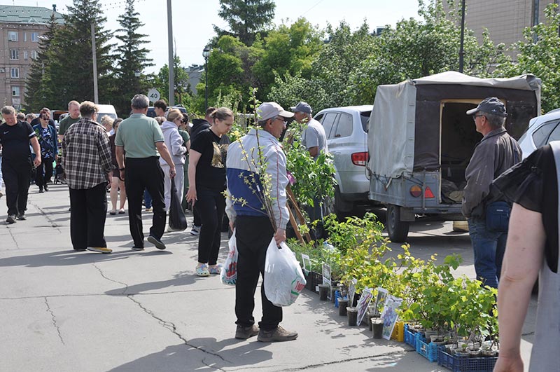 Как Гейша с Золотой рыбкой встретилась