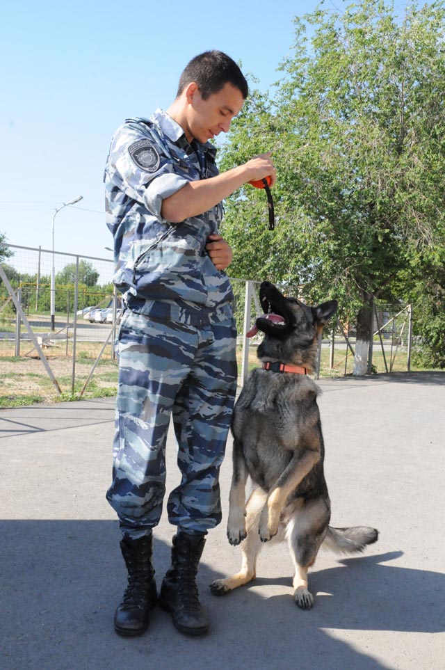 Бельгийцы у кинологов в почете