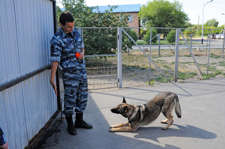 Бельгийцы у кинологов в почете