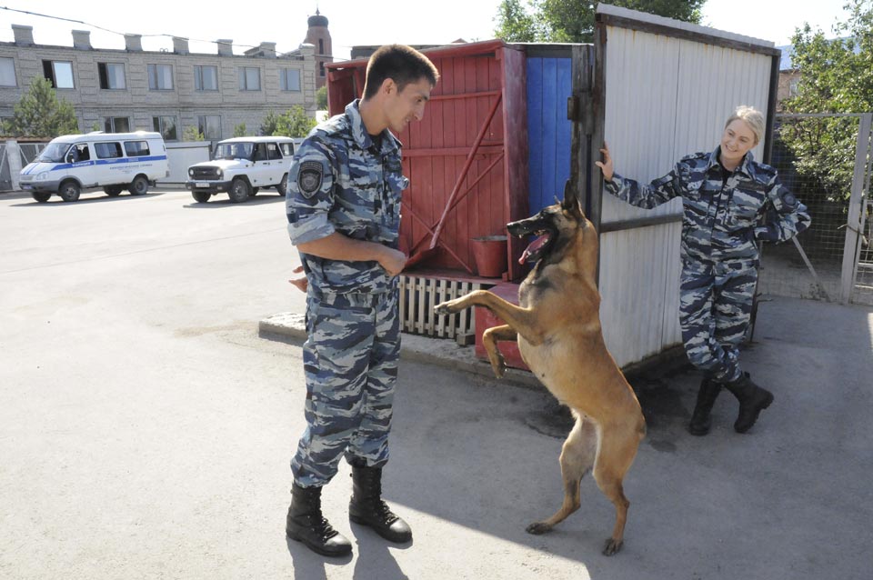 Бельгийцы у кинологов в почете