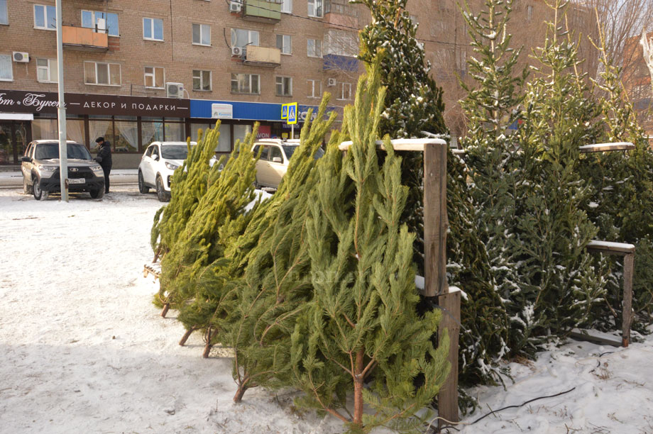 Красота хвойных манила, но цены отпугивали