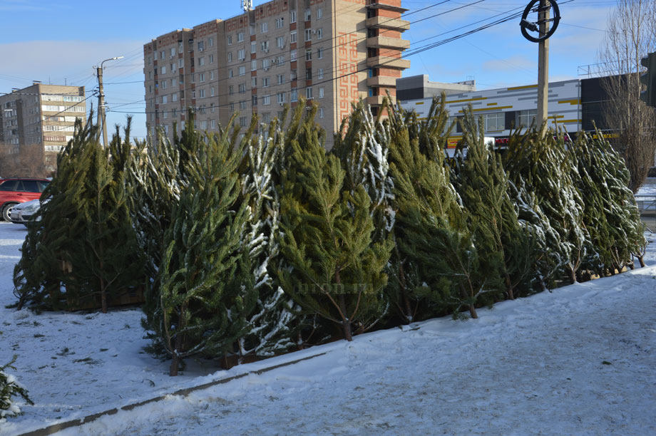 Красота хвойных манила, но цены отпугивали