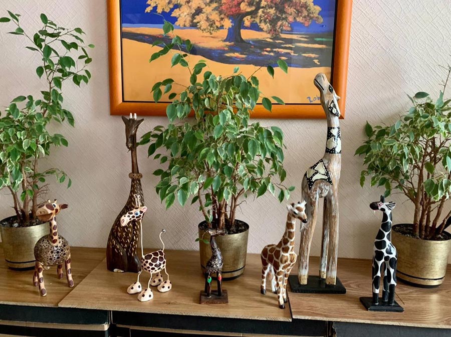 55 жирафов поселились в одной квартире