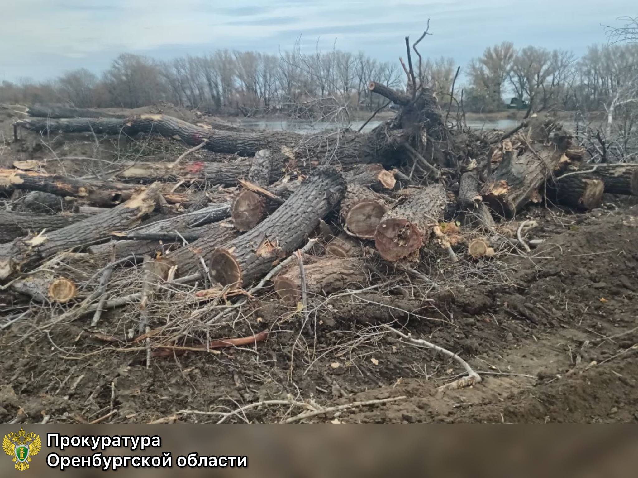 Цена халатности: подрядчик заплатит за уничтоженные деревья на Урале