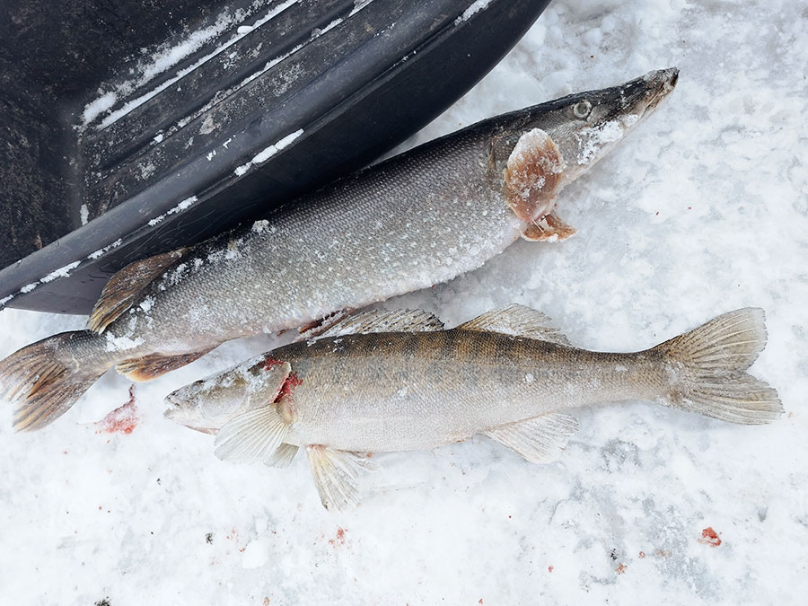 За судаком – за 250 километров!