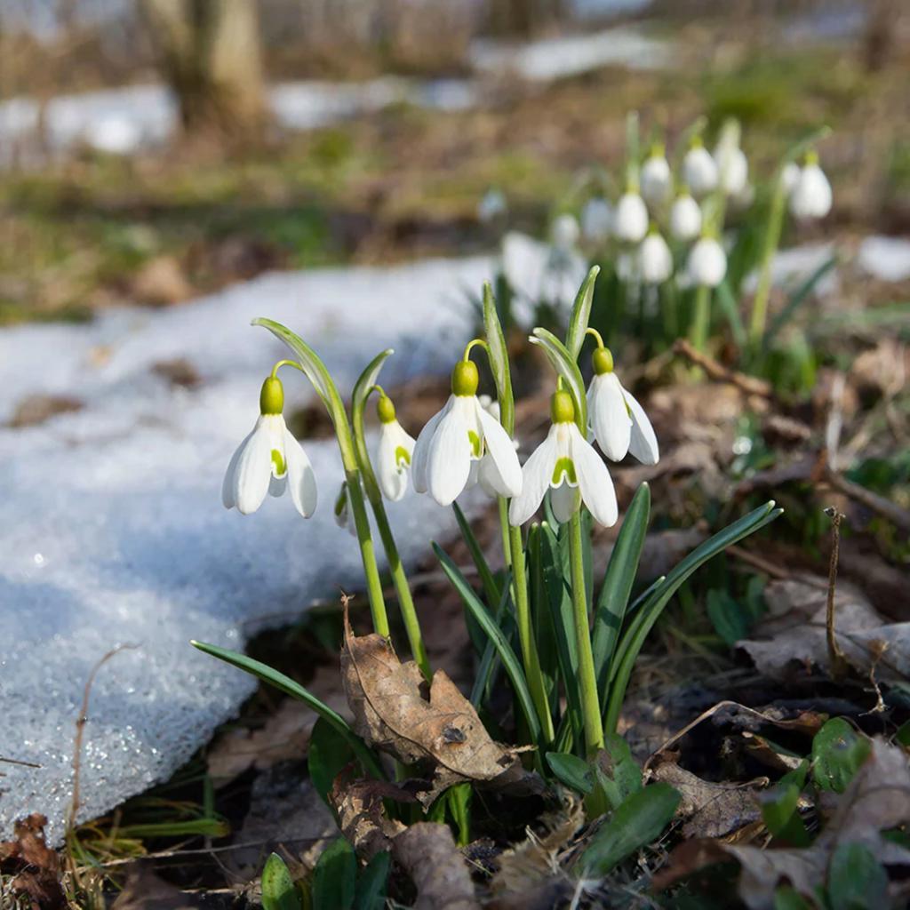 Дороже золота: почему подснежники могут обернуться сроком до 4 лет