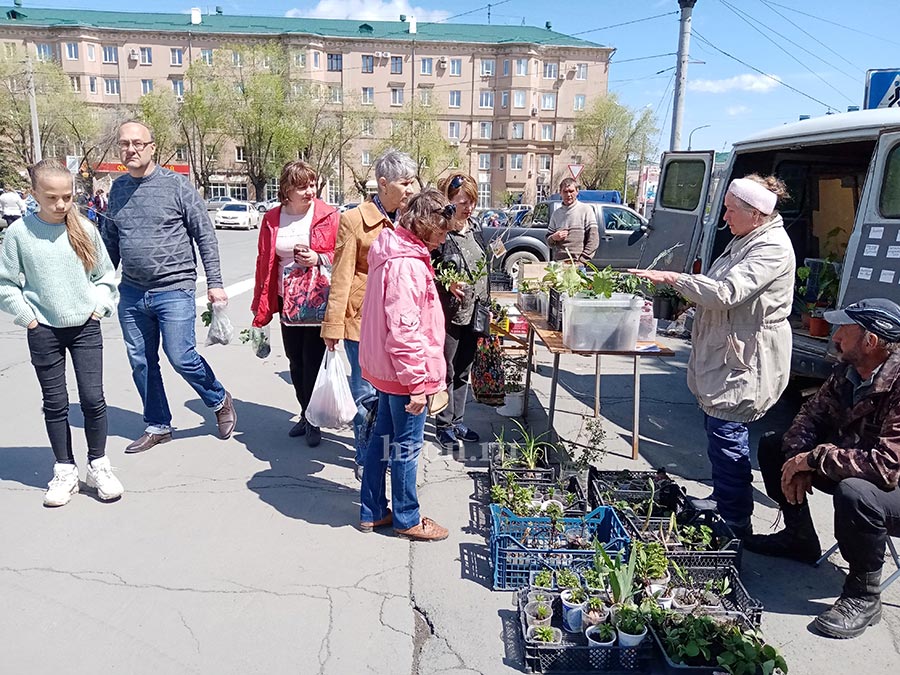 Будем выращивать грецкий орех и фундук