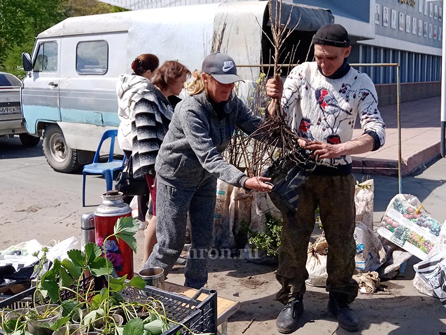 Будем выращивать грецкий орех и фундук