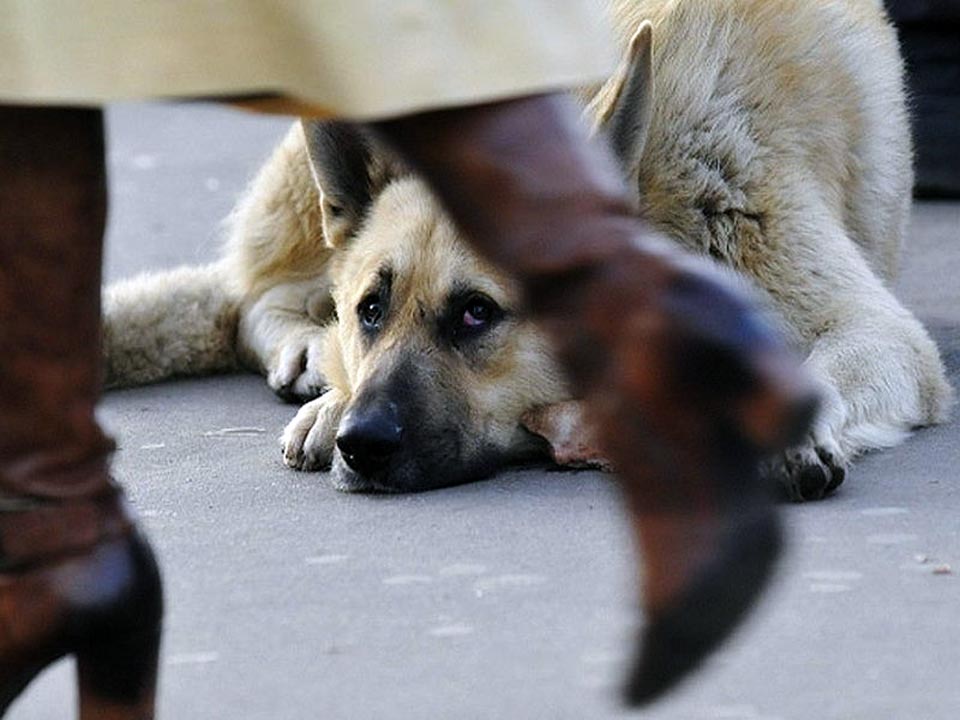 Контракт по бездомным животным выставили на торги