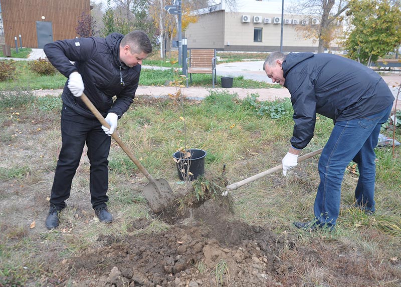 Дали дуба. В саду Шевченко появились новые деревья