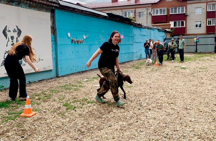 Собаки на старте