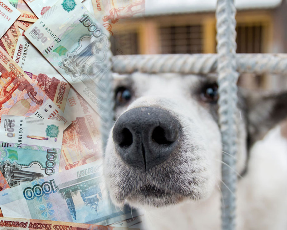 В Оренбуржье на собак выделят 5,5 миллиона рублей