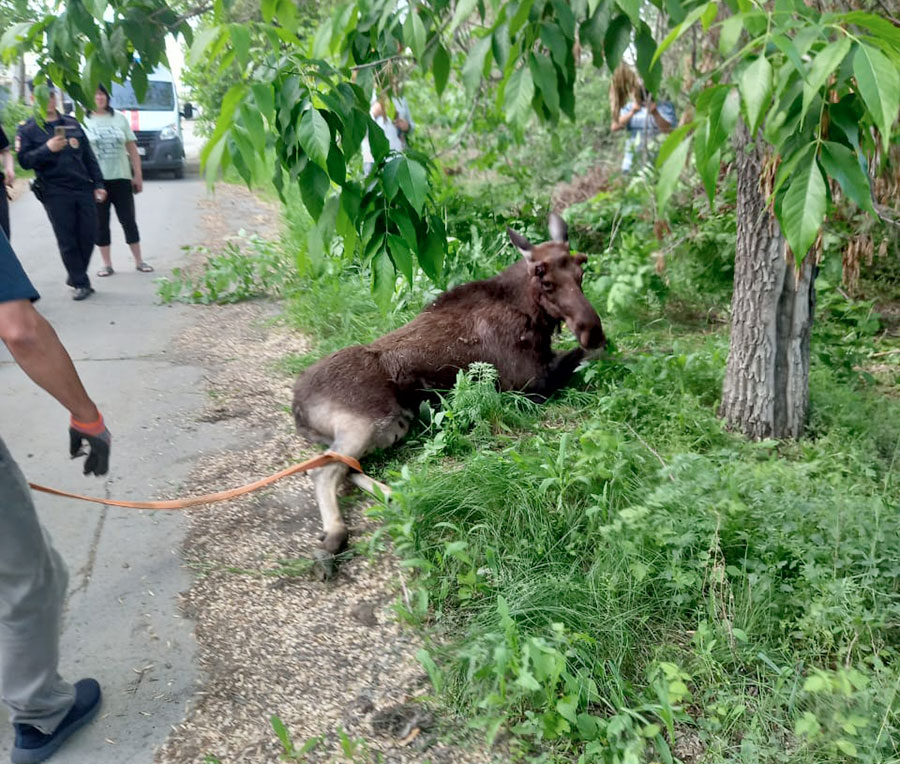 Сохатый бродяга взбудоражил орчан