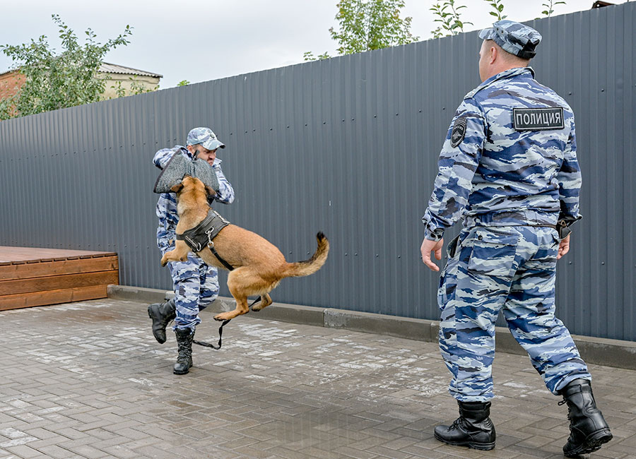 Победа в четырех лапах. Проект, посвященный кинологической службе Орска, стал лучшим