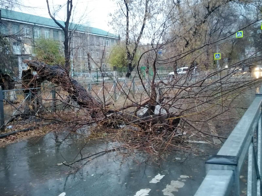 Пало жертвой непогоды