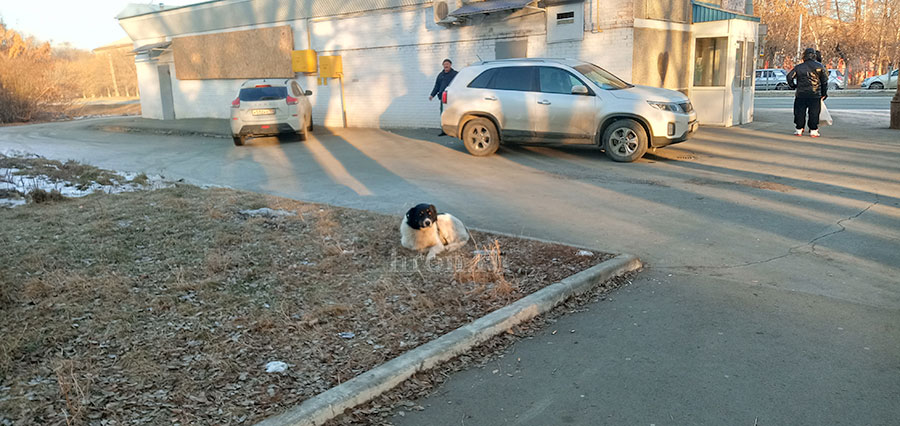 Собака бывает кусачей. Бездомные животные продолжают нападать на орчан