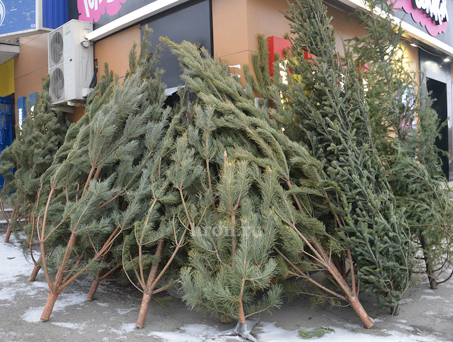 Елки-палки. Что ждет хвойные деревья после праздника