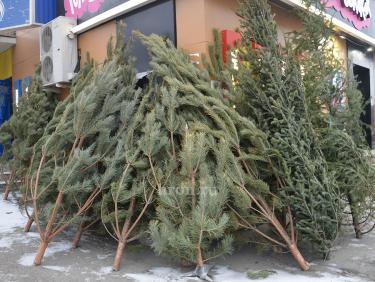 Елки-палки. Что ждет хвойные деревья после праздника