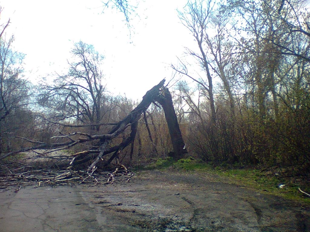 Мешает дерево