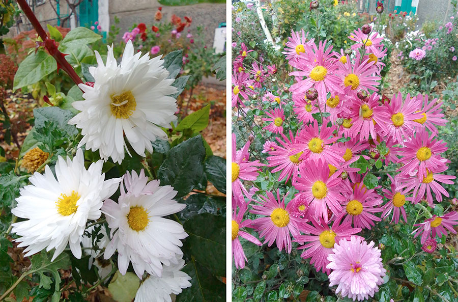 Цветы вместо снега