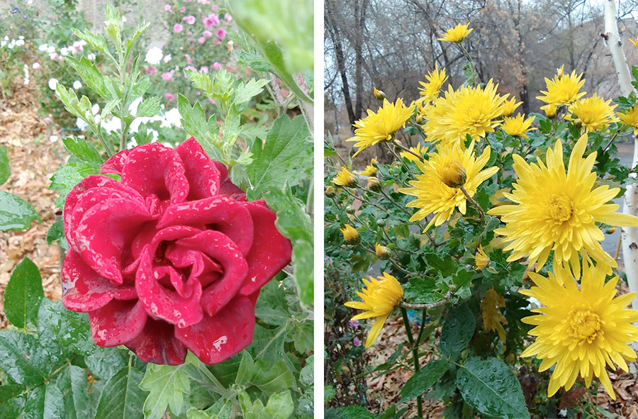 Цветы вместо снега