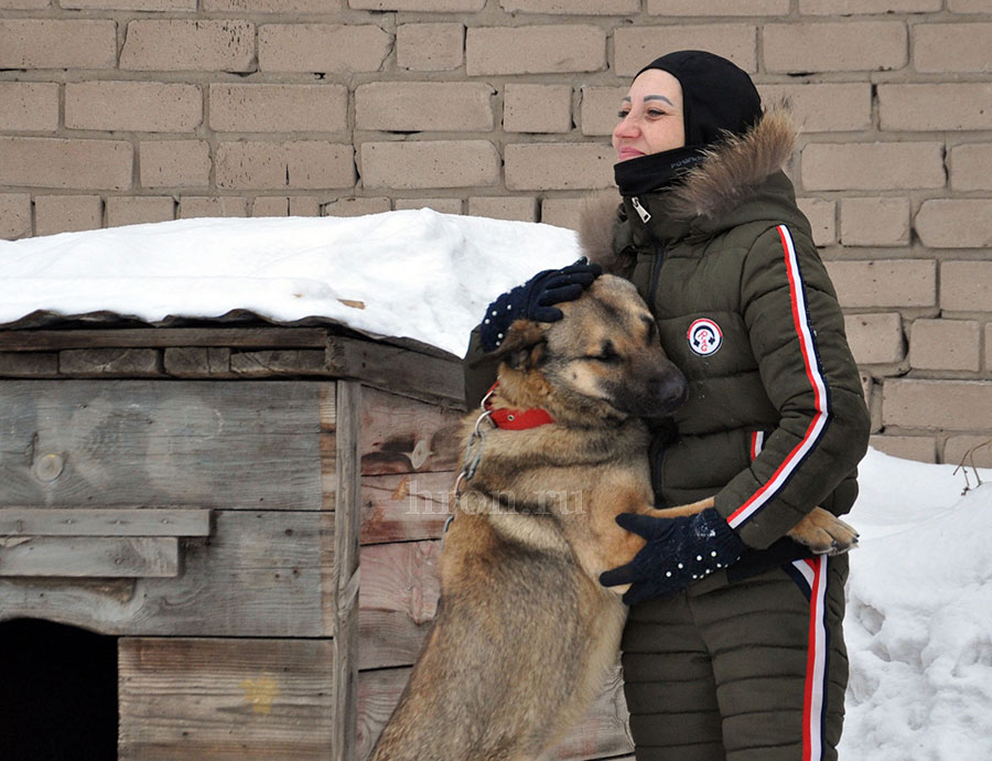 «Бродячая» проблема. Бездомные собаки продолжают держать в страхе орчан