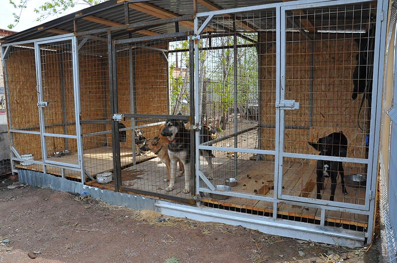 «Они нравятся мне, а я – им». Ольга Демина о работе в Центре «Джульбарс»