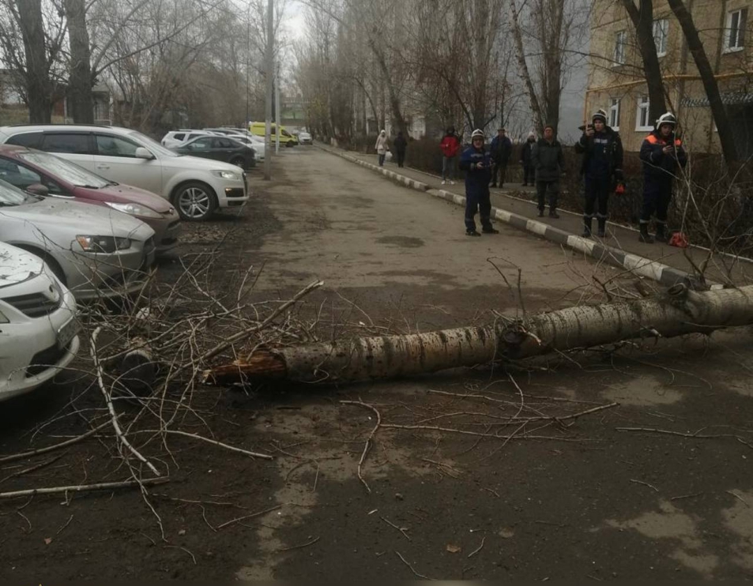 Возбуждено уголовное дело после падения дерева на прохожую