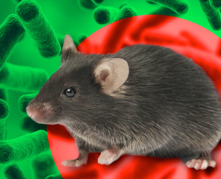 Чтобы мышь не проскочила. Стоит ли опасаться геморрагической лихорадки?