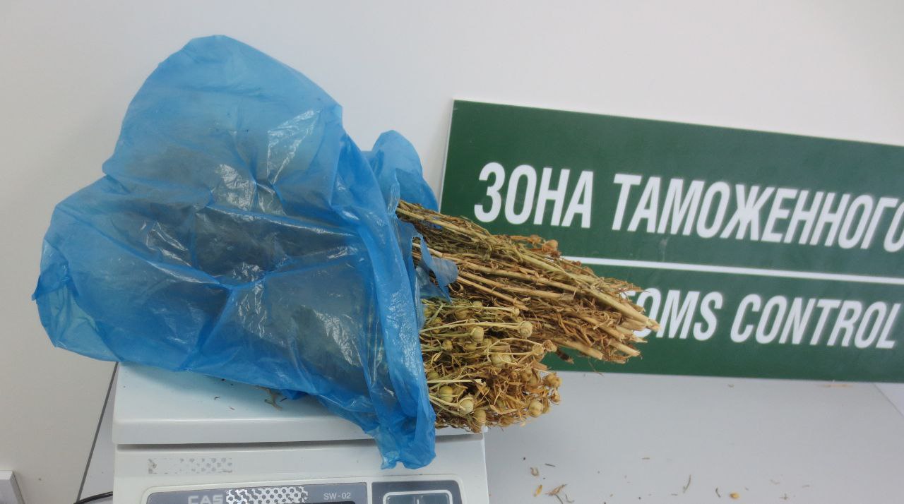 Пассажиров поймали с опасным растением