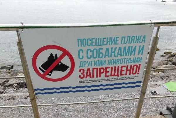  Выгул домашних животных на орских пляжах будет запрещен
